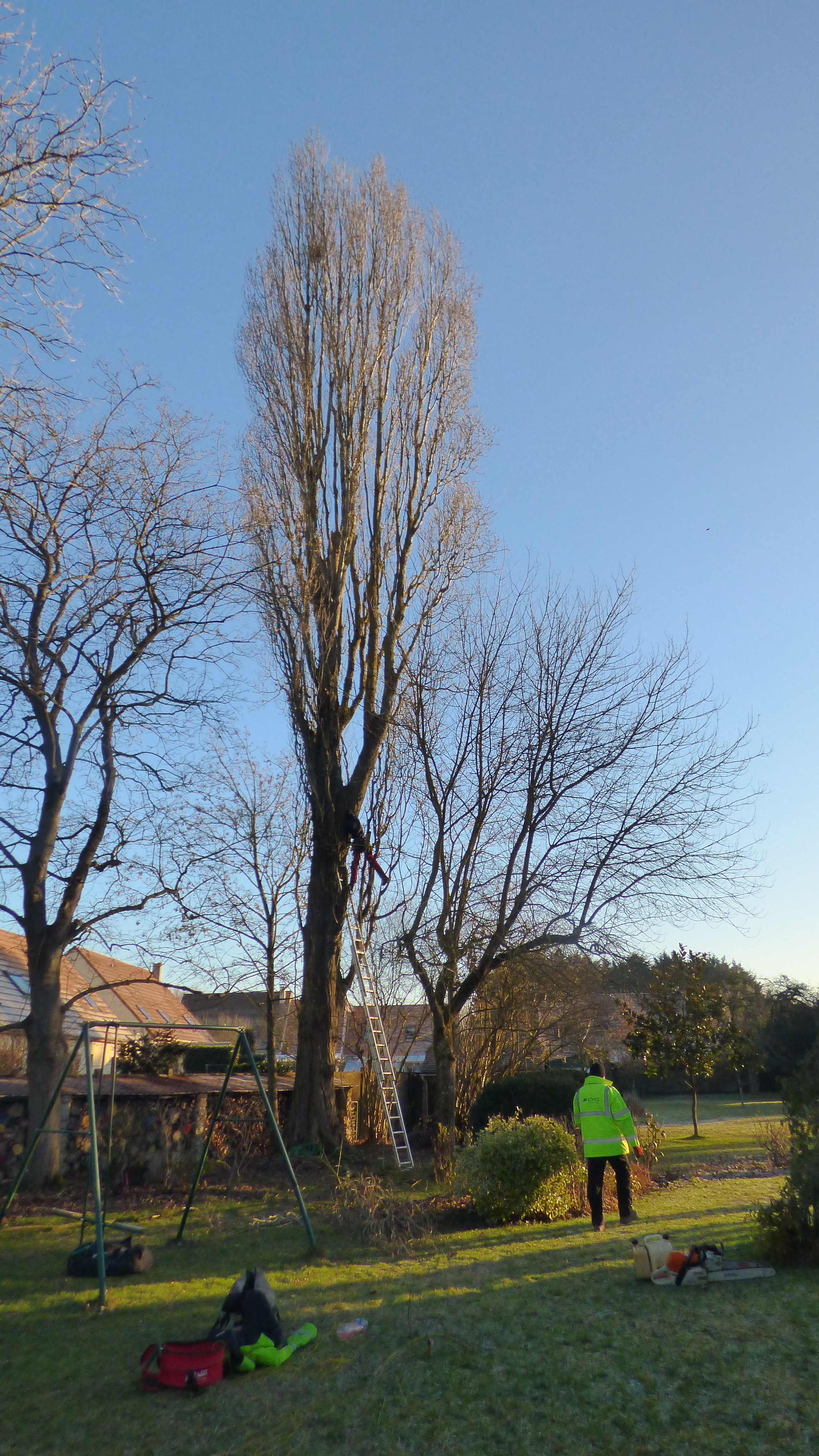 elagage abattage peuplier La Houssay en brie 7710